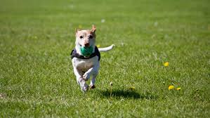 Reliable Pet Care, you can trust!